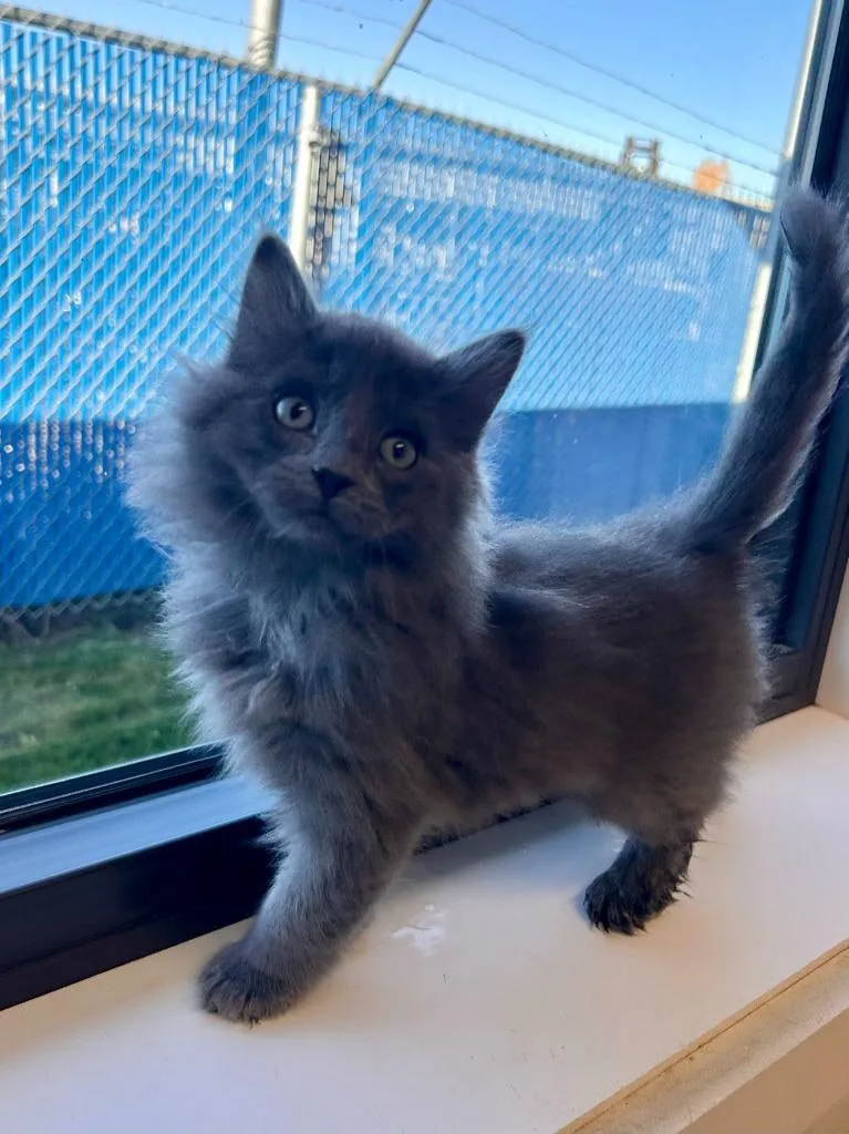 A baby medium-sized male Domestic Long Hair cat named Asparagus for adoption in Minot, ND