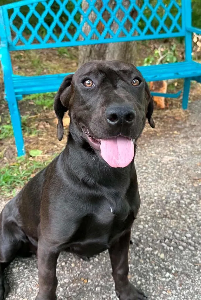 A baby medium-sized female Labrador Retriever dog named Catalina for adoption in North Syracuse, NY