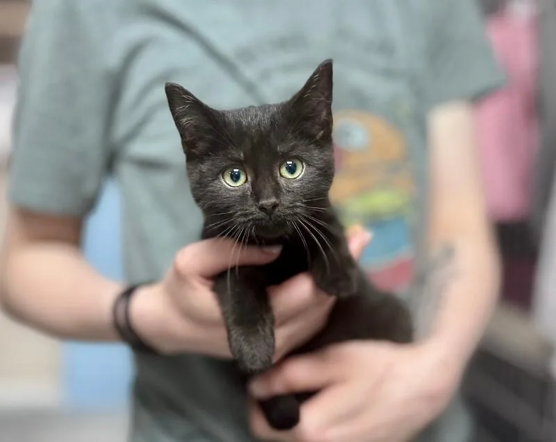 A young medium-sized female Domestic Short Hair cat named Acorn for adoption in Wooster, OH