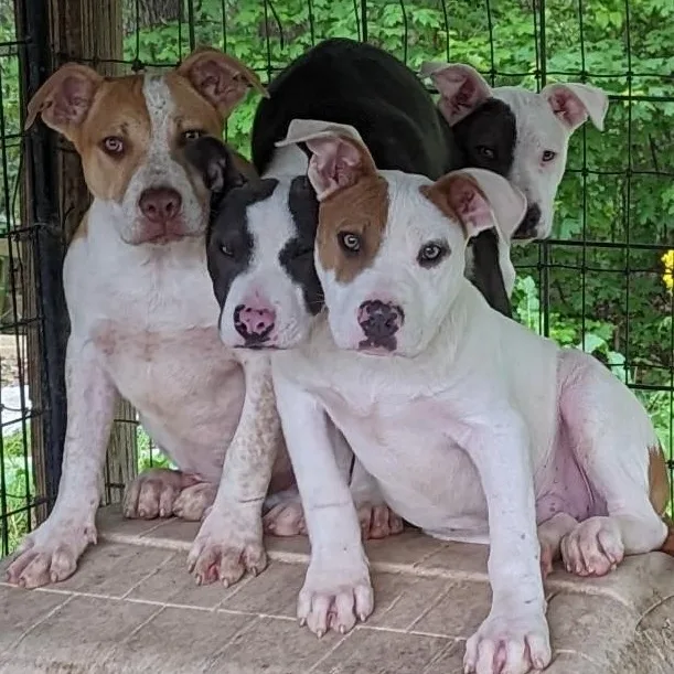 Virginia thumbnail 2