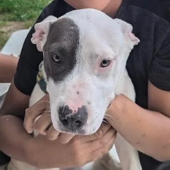 Virginia thumbnail 3