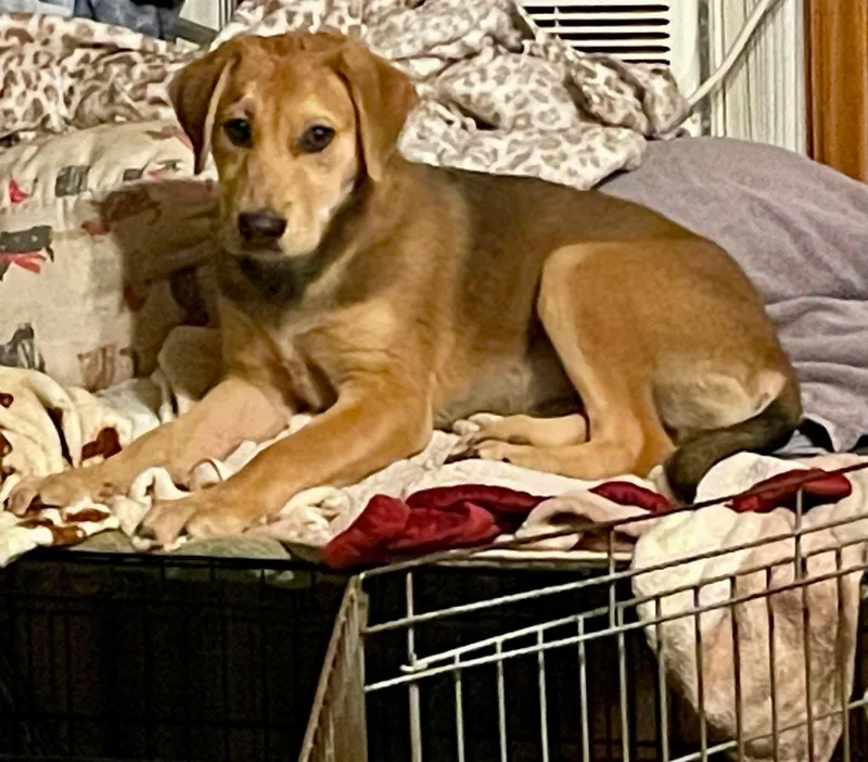 A baby medium-sized female Labrador Retriever dog named Blair for adoption in Carmel, NY
