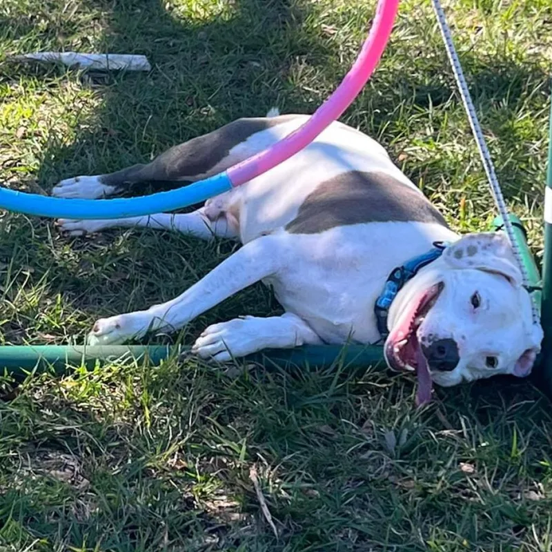 A senior large-sized male Gray / Blue / Silver Pit Bull Terrier dog named Andi for adoption in Sarasota, FL