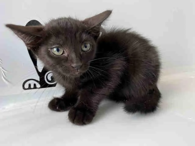 An adult medium-sized female Domestic Medium Hair cat named Beasty for adoption in Lancaster, CA