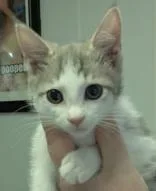 A young medium-sized female White Domestic Short Hair cat named Moana for adoption in Portsmouth, OH