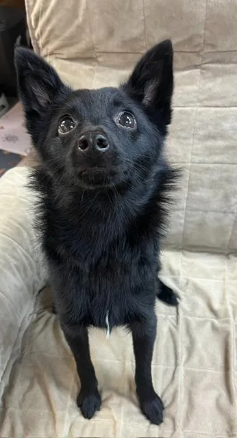 A young small-sized female Schipperke dog named Mia for adoption in Manchester, TN