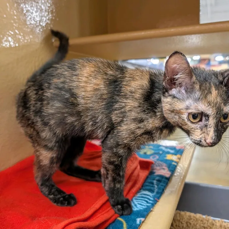 A baby small-sized female Tortoiseshell Domestic Short Hair cat named Peanut for adoption in Hemet, CA