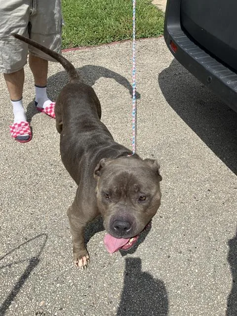 An adult large-sized male Mixed Breed dog named Bo for adoption in Dallas, TX
