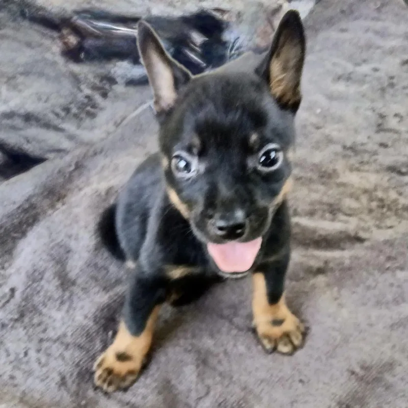 A baby small-sized male Black Chihuahua dog named Tiny for adoption in Oceanside, NY