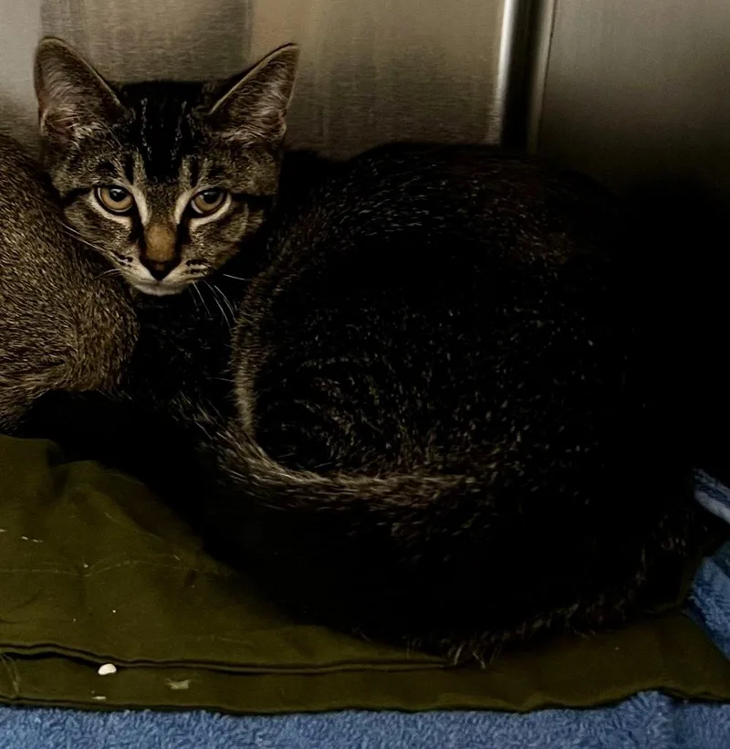 A baby medium-sized male Tabby (Gray / Blue / Silver) Domestic Short Hair cat named Rex for adoption in Culpeper, VA
