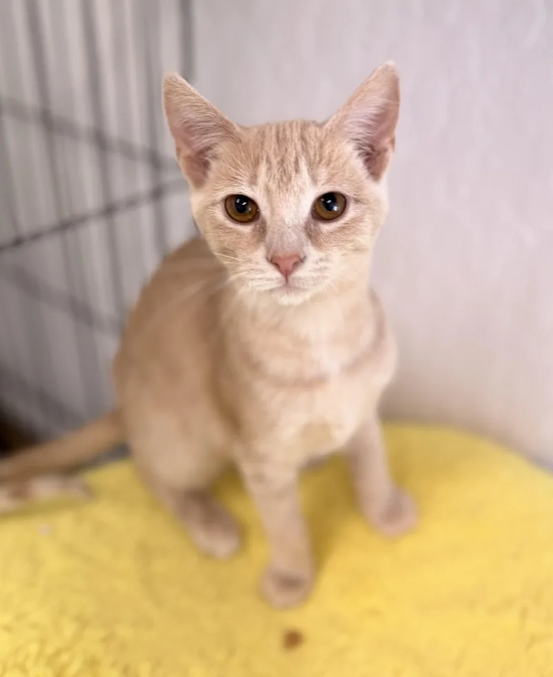 A baby medium-sized female Orange & White Domestic Short Hair cat named Sugar for adoption in Sonora, CA