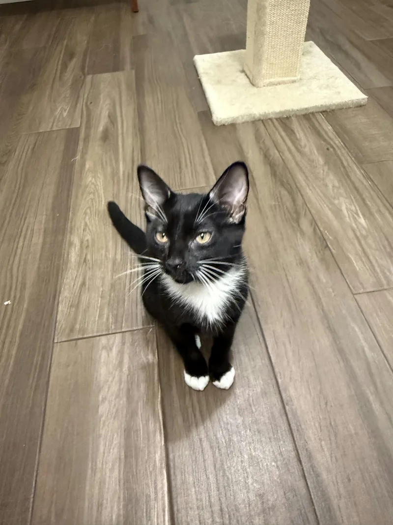 A baby medium-sized male Black & White / Tuxedo Domestic Short Hair cat named Pancho for adoption in Houston, TX