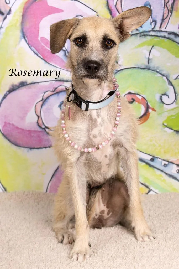 Rosemary