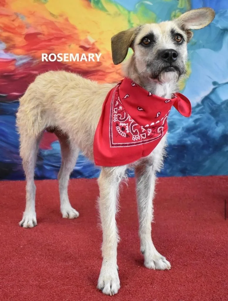 Rosemary thumbnail 2