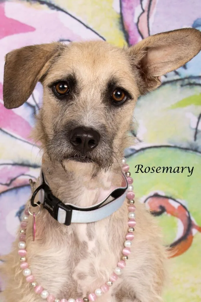 Rosemary thumbnail 3