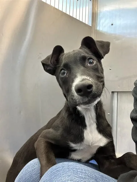 A baby small-sized female Mixed Breed dog named Viola for adoption in Dallas, TX