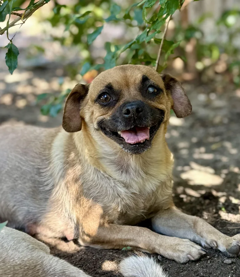 A young small-sized female Brown / Chocolate Pug dog named Sprout for adoption in Coachella, CA