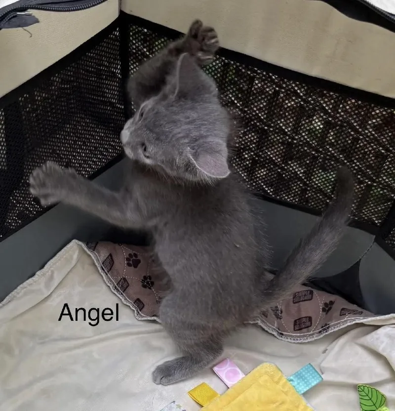 Angel