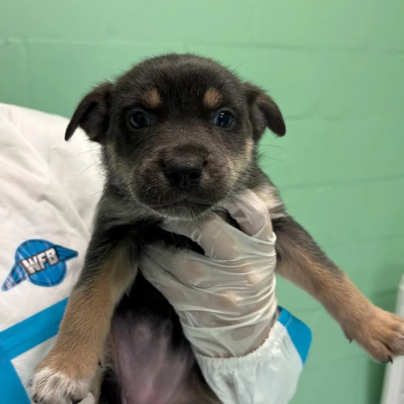 A baby medium-sized female Gray / Blue / Silver Mixed Breed dog named Marble for adoption in LOXAHATCHEE, FL