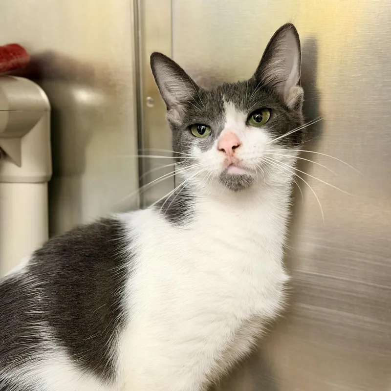 A young medium-sized female Gray & White Domestic Short Hair cat named Villa for adoption in Jackson, NJ