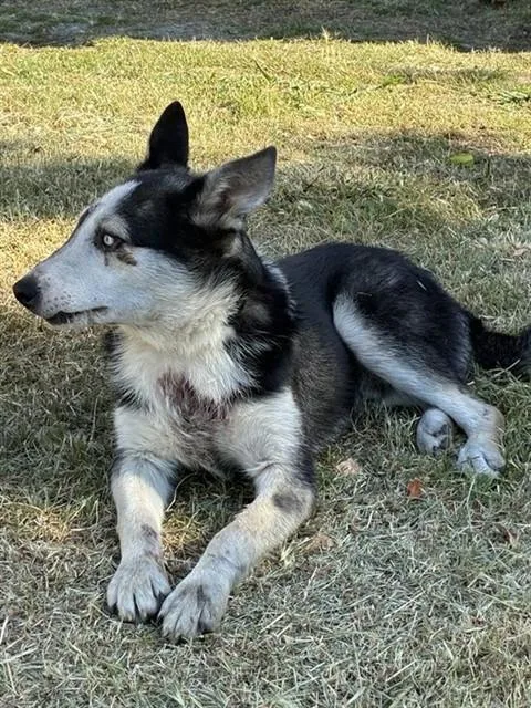 Rocky