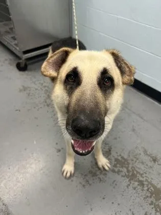An adult large-sized male Black German Shepherd Dog dog named Simba for adoption in Sacramento, CA