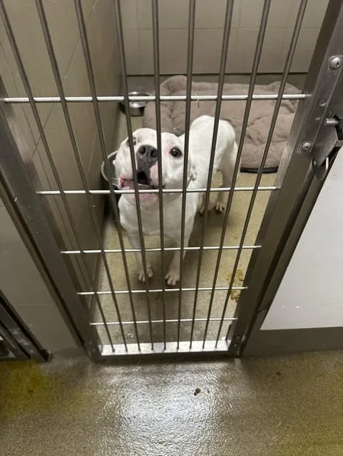 A baby large-sized female Mixed Breed dog named Chateau for adoption in Rome, GA