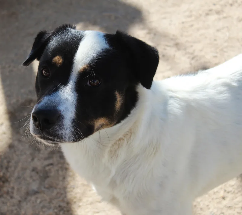 An adult large-sized male White / Cream Hound dog named Casper for adoption in Yucca Valley, CA