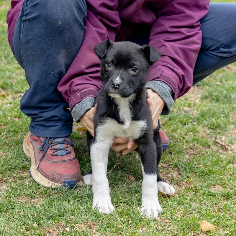 Rosemaryavail thumbnail 5