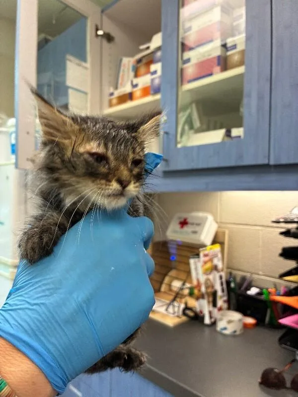 A young medium-sized male Gray / Blue / Silver Domestic Medium Hair cat named Bojangles for adoption in Disputanta, VA