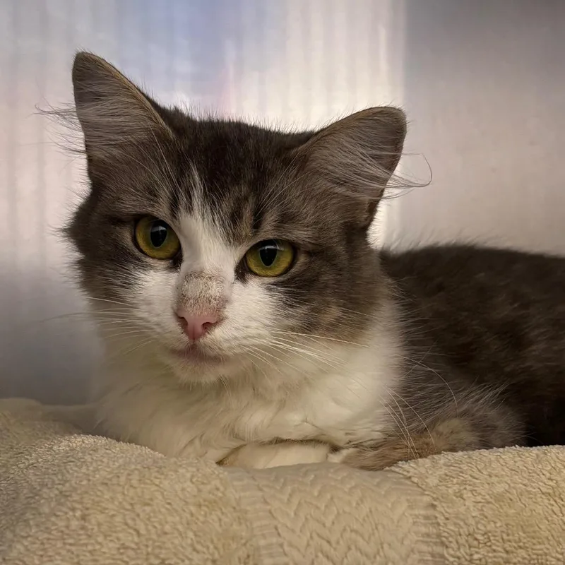 A young medium-sized female Gray / Blue / Silver Domestic Long Hair cat named Lyra for adoption in Springfield, MA