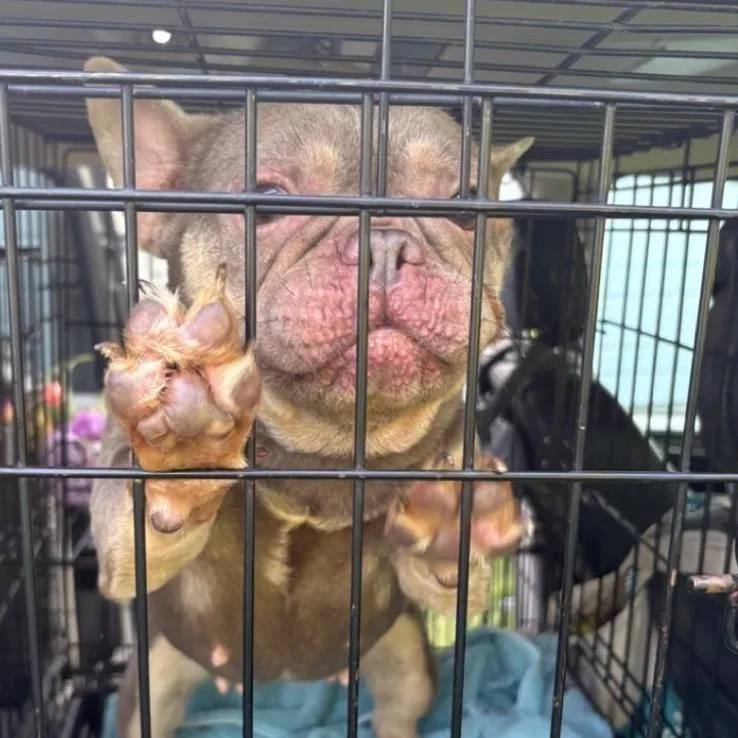 A young small-sized female Brown / Chocolate French Bulldog dog named Belle Elle for adoption in Normal, IL