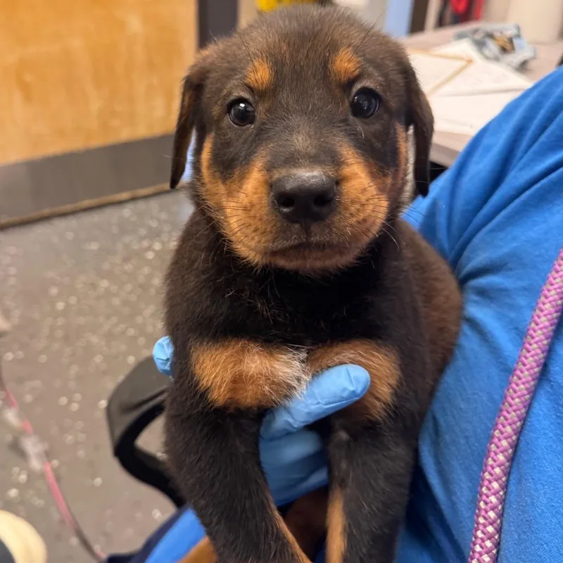 A baby small-sized female Brown / Chocolate Mixed Breed dog named Kabob for adoption in Columbiana, AL