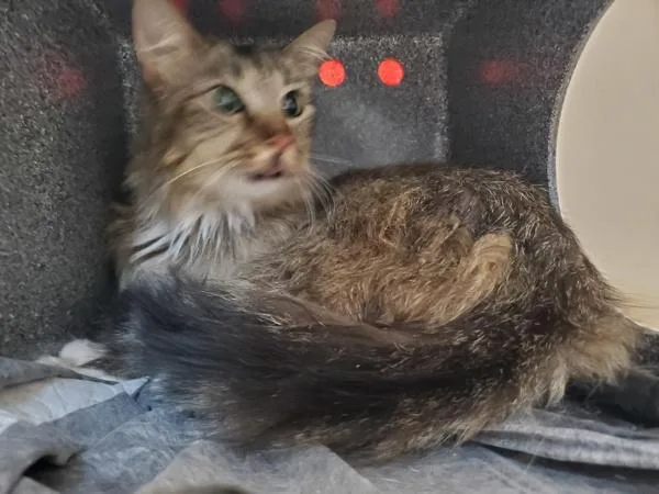 Mimi