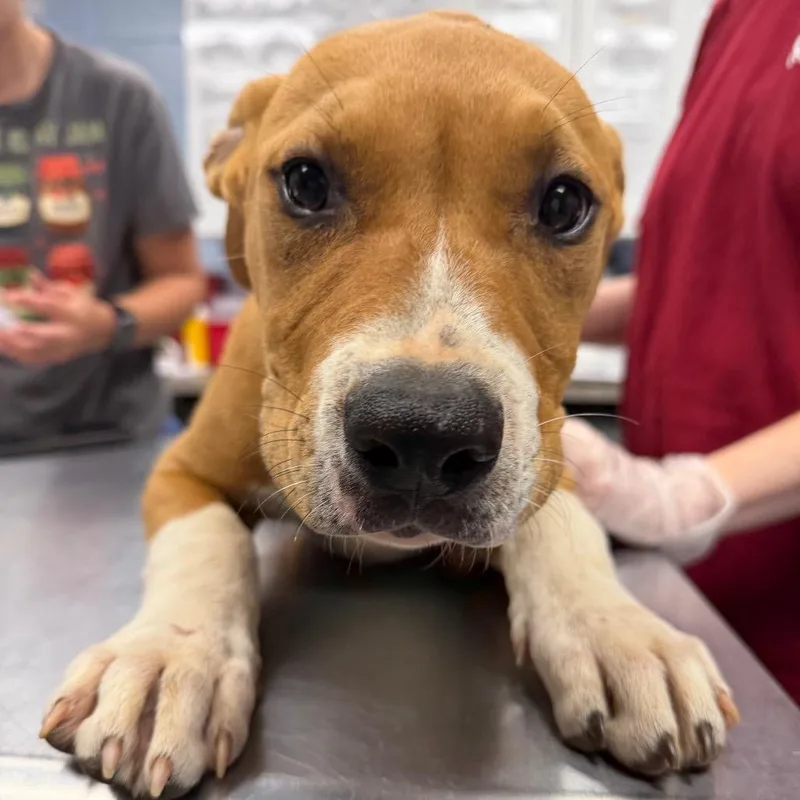 A baby medium-sized male Yellow / Tan / Blond / Fawn Mountain Cur dog named Gran Torino for adoption in Martinsville, VA