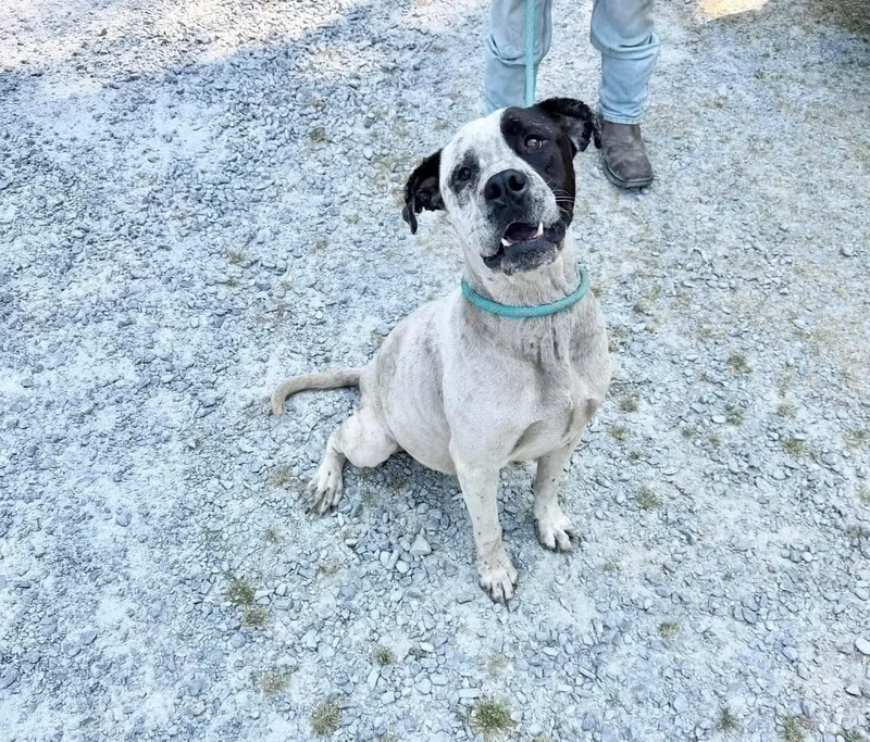 An adult large-sized male White / Cream Mixed Breed dog named Douglas for adoption in Elizabethtown, NC