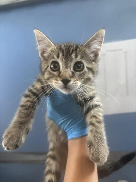 A baby small-sized female Domestic Medium Hair cat named Kira for adoption in San Bernardino, CA