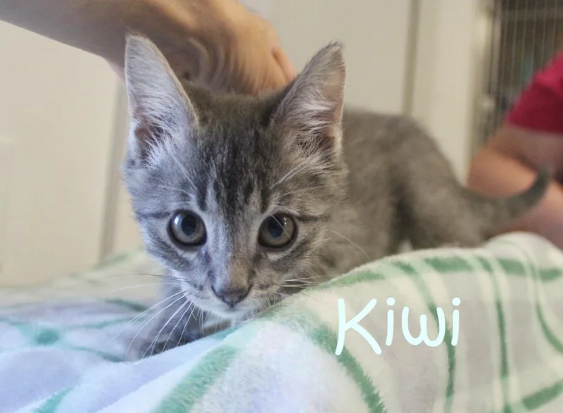 Kiwi
