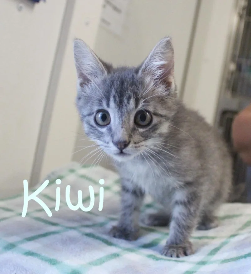 Kiwi thumbnail 2