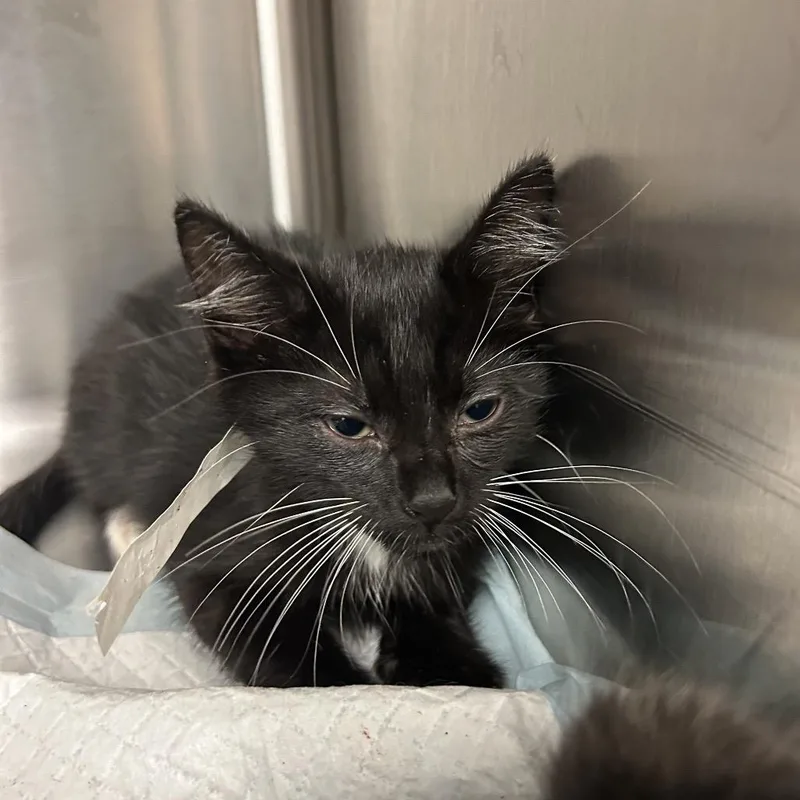 A baby small-sized male Black Domestic Short Hair cat named Flash for adoption in Jacksonville, FL