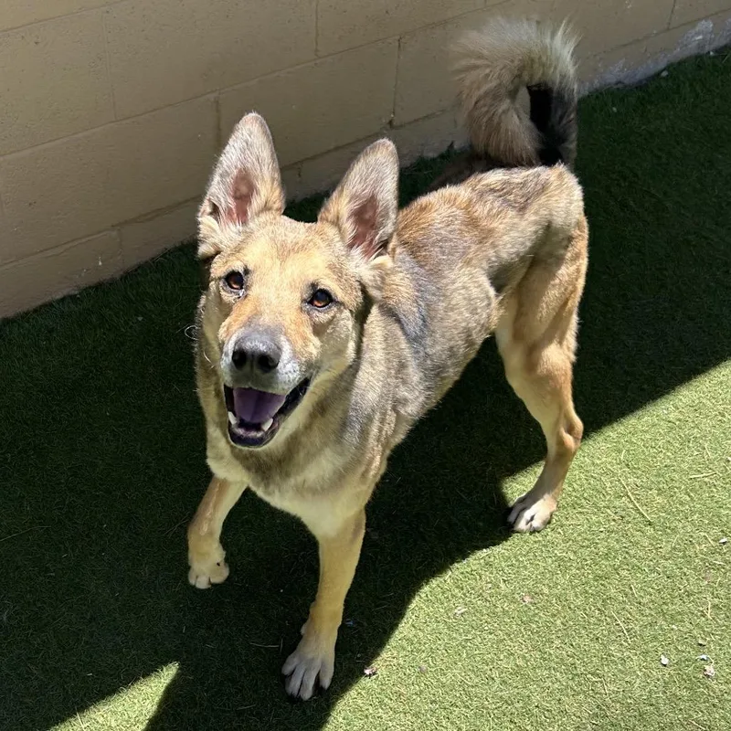 An adult small-sized male Yellow / Tan / Blond / Fawn Shepherd dog named Apollo Butler Campus for adoption in Flagstaff, AZ