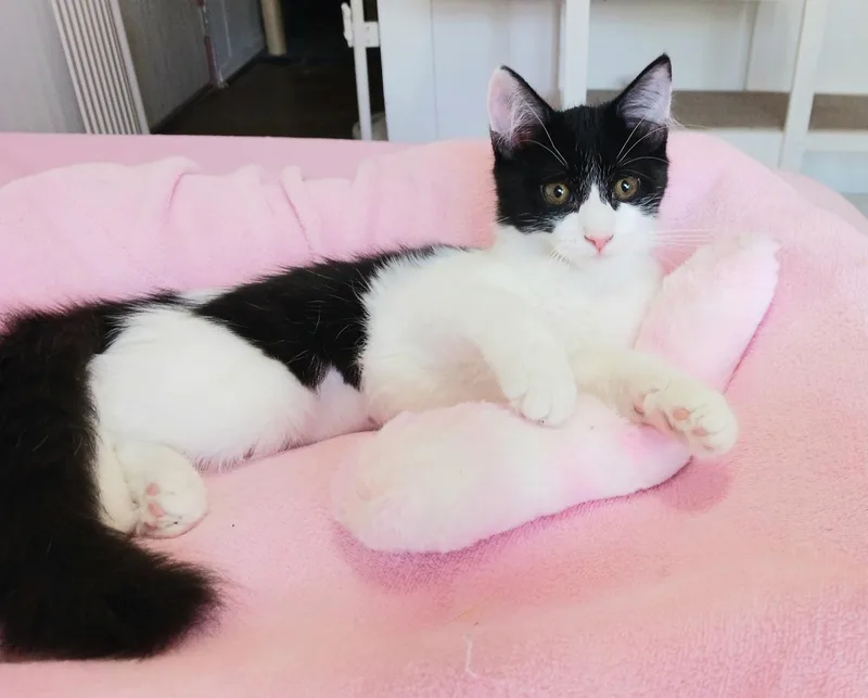 A baby small-sized female Black & White / Tuxedo Maine Coon cat named Ruby Joy for adoption in Miami, AZ