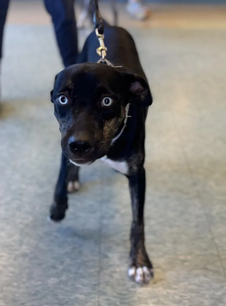 A baby medium-sized female Staffordshire Bull Terrier dog named Lady Sparklebutt for adoption in Kalamazoo, MI