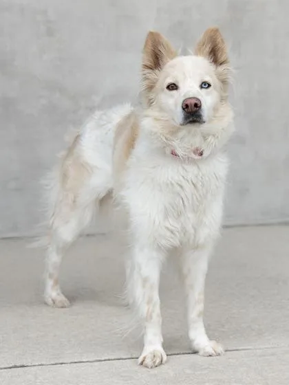 A young medium-sized female Mixed Breed dog named Wistful for adoption in Longmont, CO