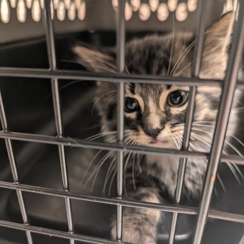 A baby small-sized male Brown / Chocolate Domestic Medium Hair cat named Cowboy Boots for adoption in Charlottesville, VA