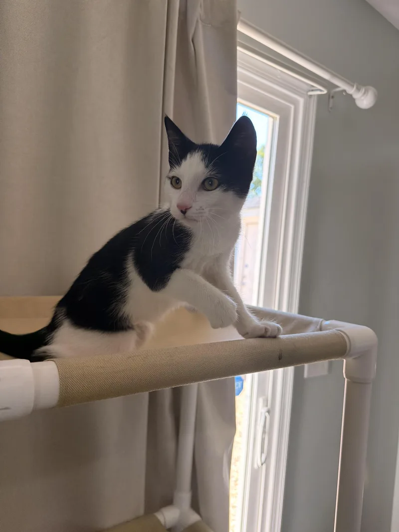 A baby medium-sized female Black & White / Tuxedo Domestic Short Hair cat named Tink for adoption in Suffolk, VA