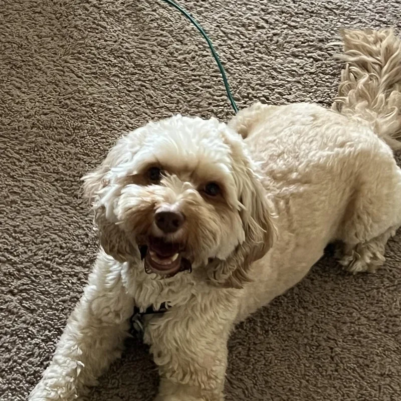 An adult small-sized male Cockapoo dog named Jasper for adoption in Baltimore, MD