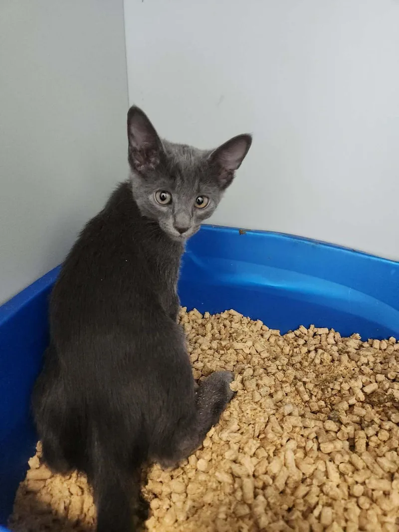 A young small-sized male Domestic Short Hair cat named Cj for adoption in Kingman, AZ