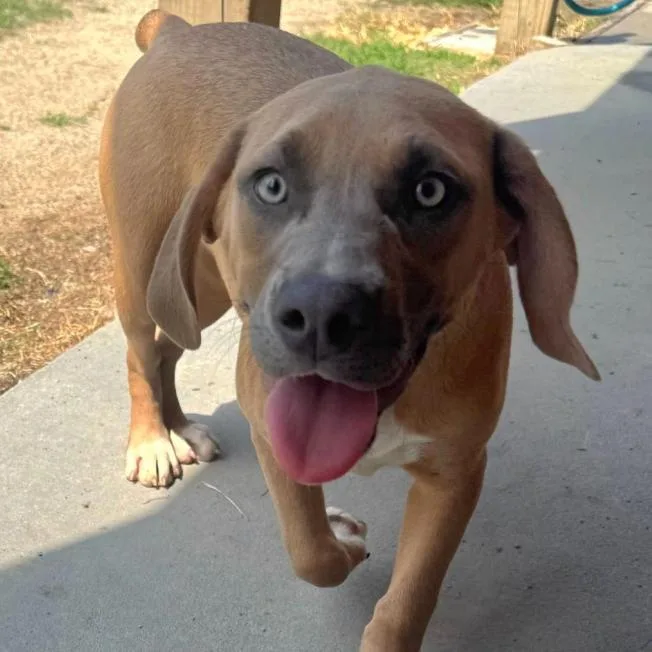 A young medium-sized female Brown / Chocolate Labrador Retriever dog named Mocha for adoption in Briarcliff Manor, NY
