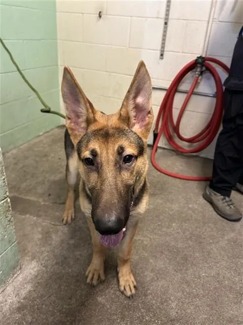 A young medium-sized male German Shepherd Dog dog named Agent Cody Banks for adoption in Sacramento, CA